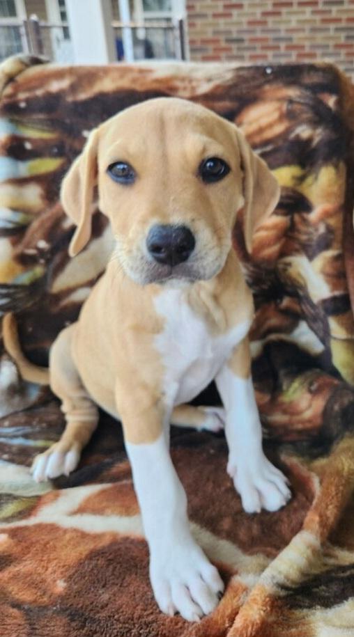 CARSON, Adoptable, Puppy Male Boxer & Terrier.