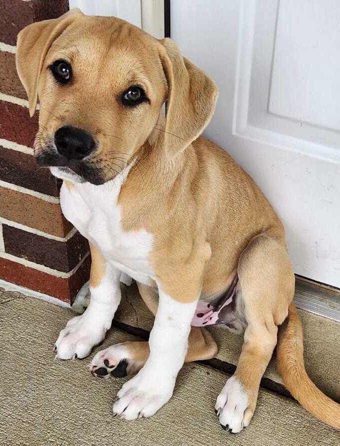 CARSON, Adoptable, Puppy Male Boxer & Terrier.