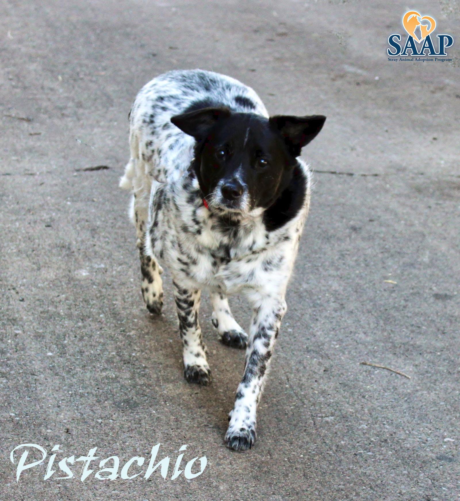 Enlarge Pistachio, a Adoptable mixed breed in Newport, KY image 1/3