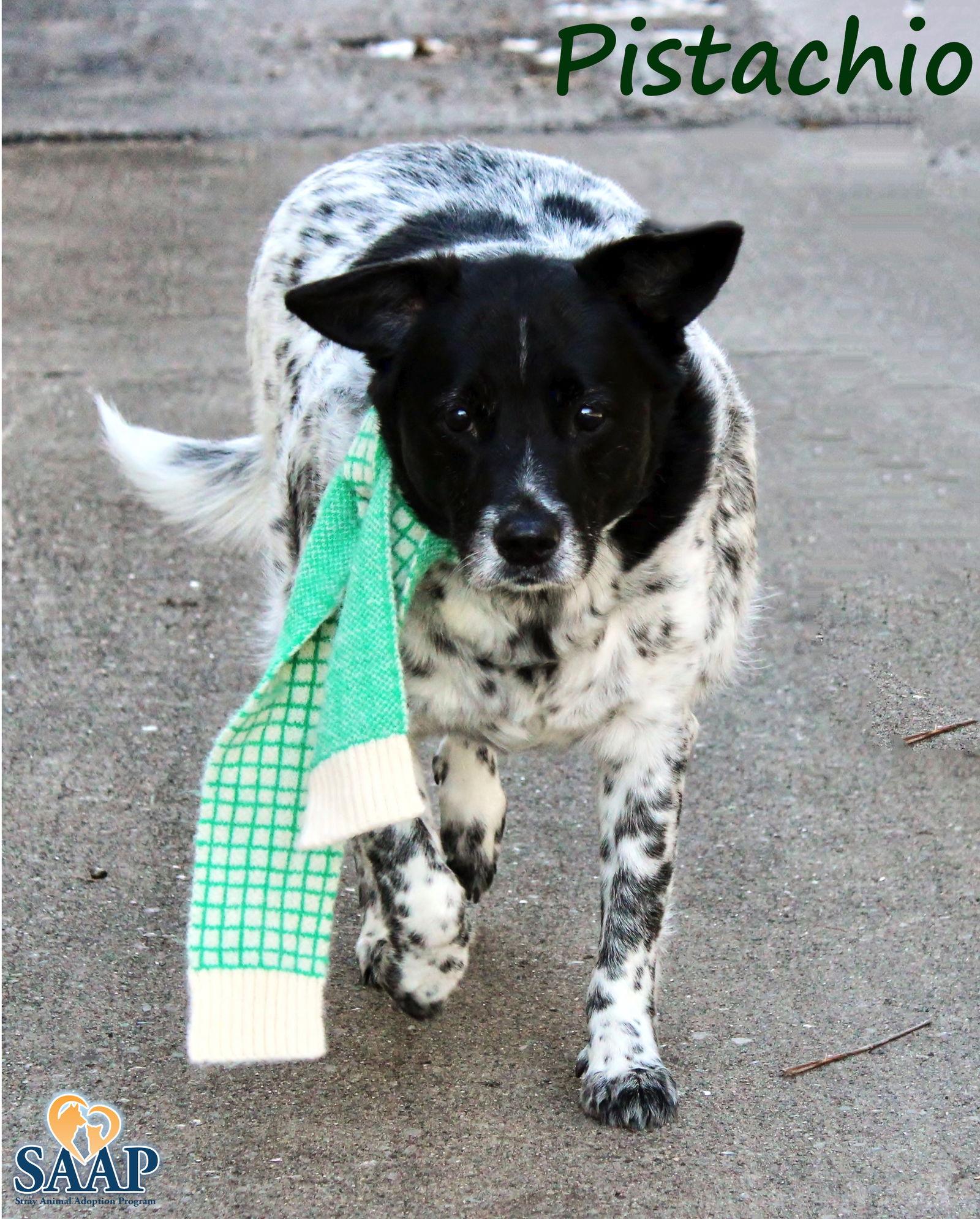 Enlarge Pistachio, a Adoptable mixed breed in Newport, KY image 2/3