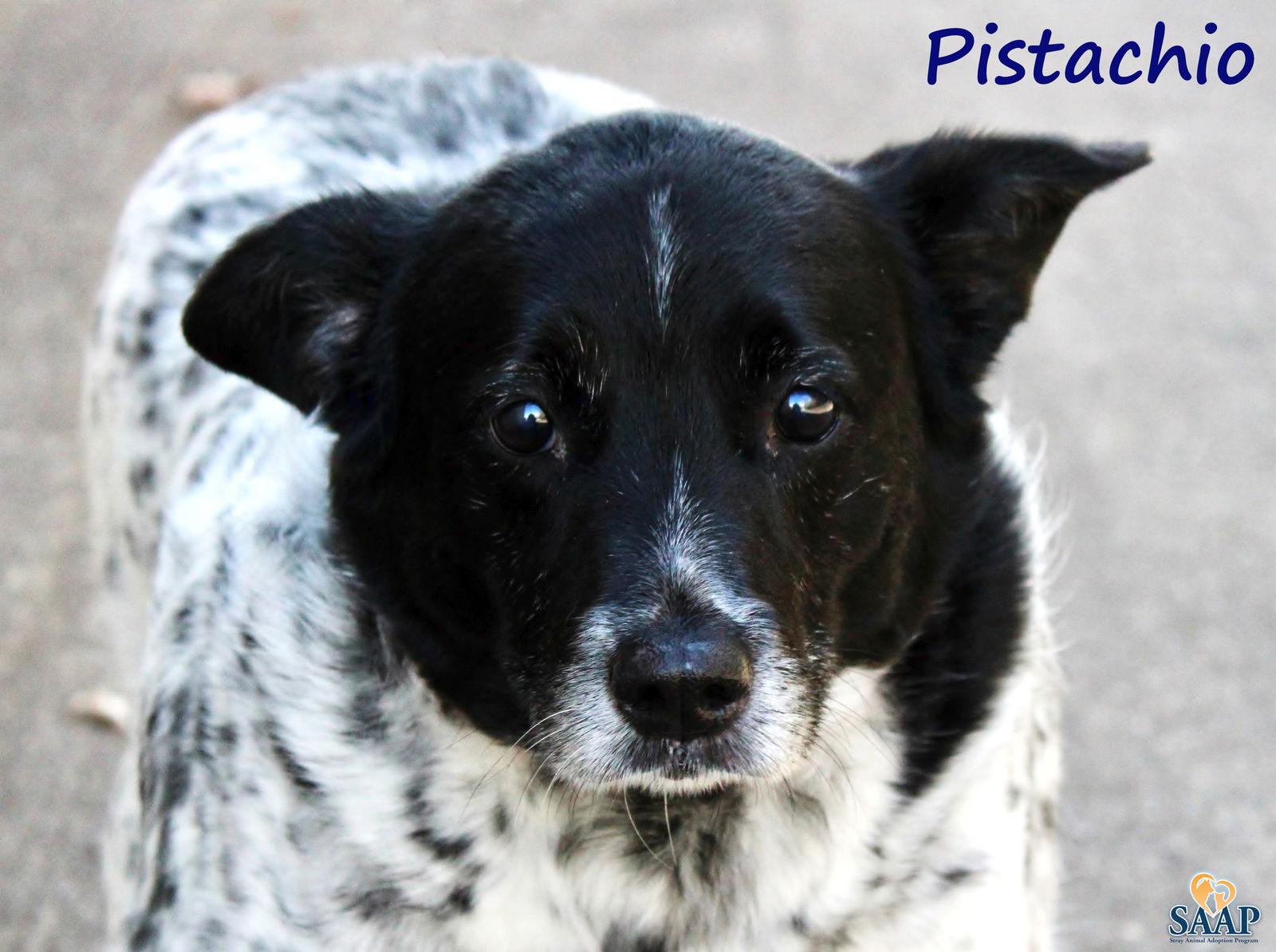 Enlarge Pistachio, a Adoptable mixed breed in Newport, KY image 3/3