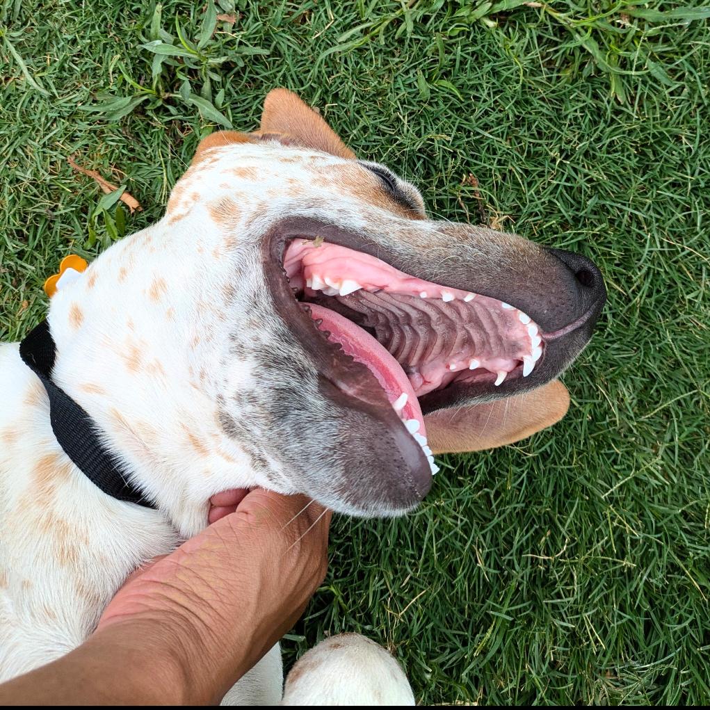 Sheldon Duke (New Digs) — thumbnail 2