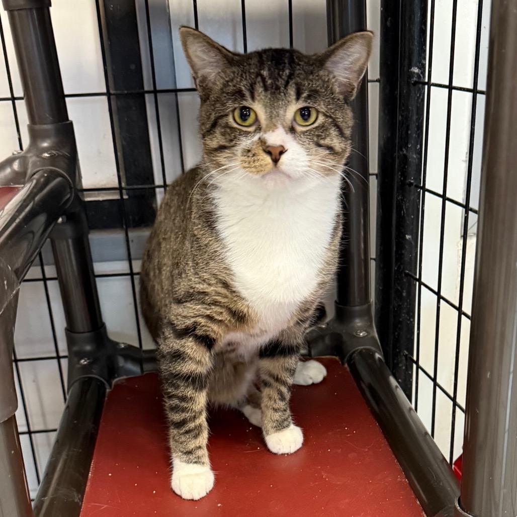 Mango, Adoptable, Young Male Domestic Short Hair.