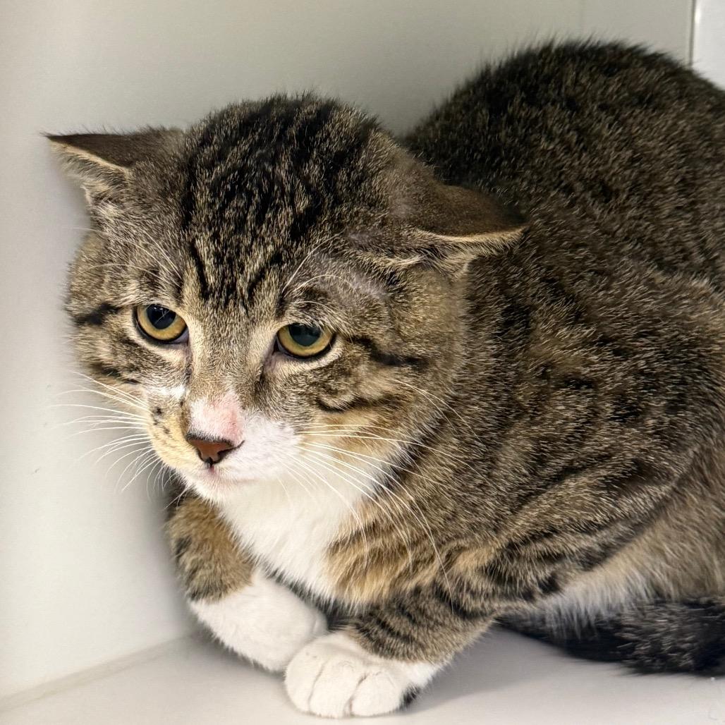 Enlarge Mango, a Adoptable Domestic Short Hair in Carroll, IA image 3/5