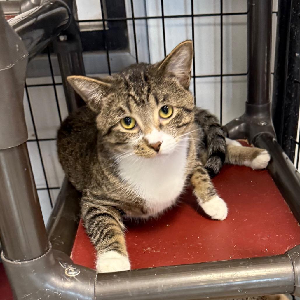 Enlarge Mango, a Adoptable Domestic Short Hair in Carroll, IA image 4/5