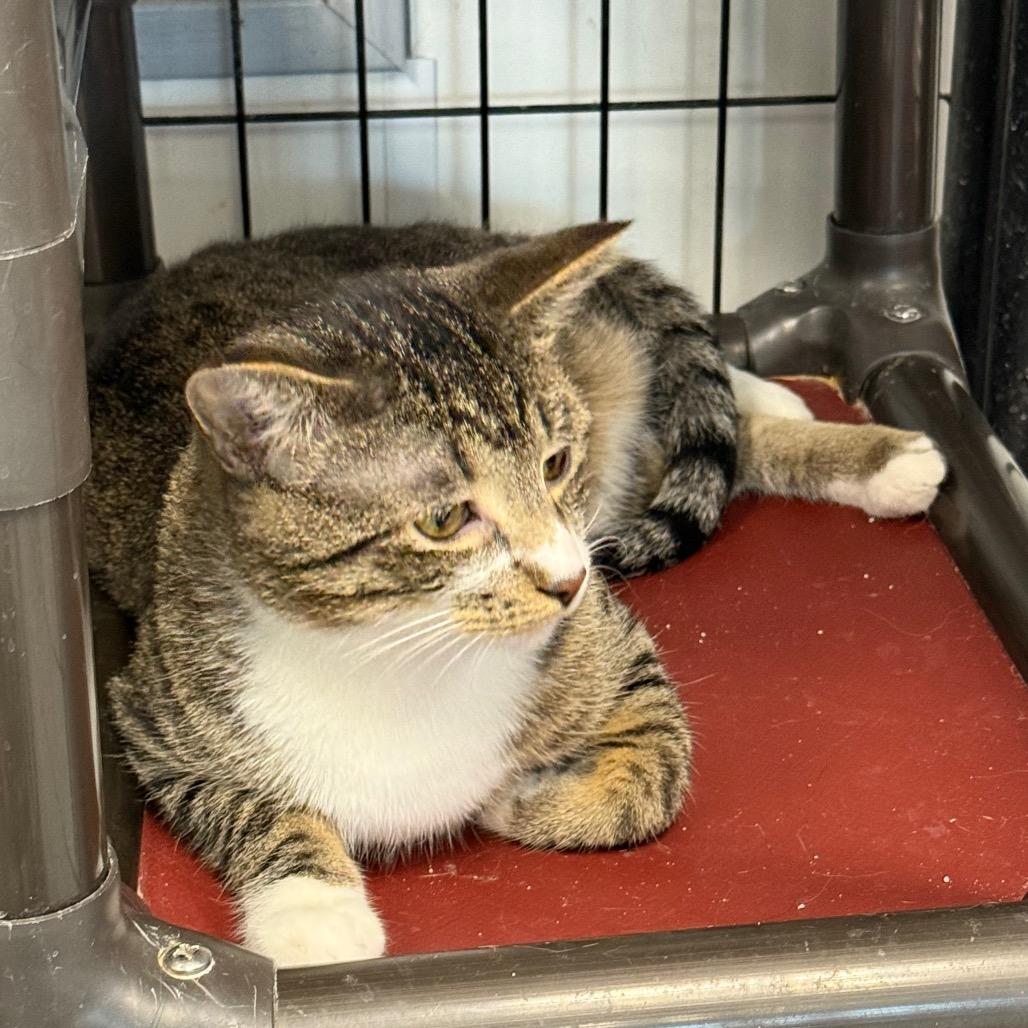 Enlarge Mango, a Adoptable Domestic Short Hair in Carroll, IA image 5/5