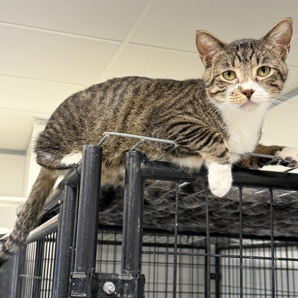 Enlarge Mango, a Adoptable Domestic Short Hair in Carroll, IA image 5/6