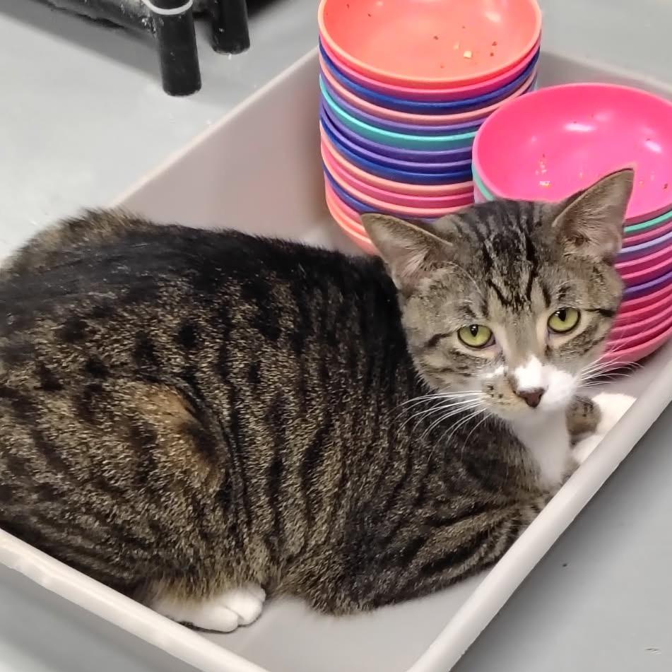 Enlarge Mango, a Adoptable Domestic Short Hair in Carroll, IA image 6/6