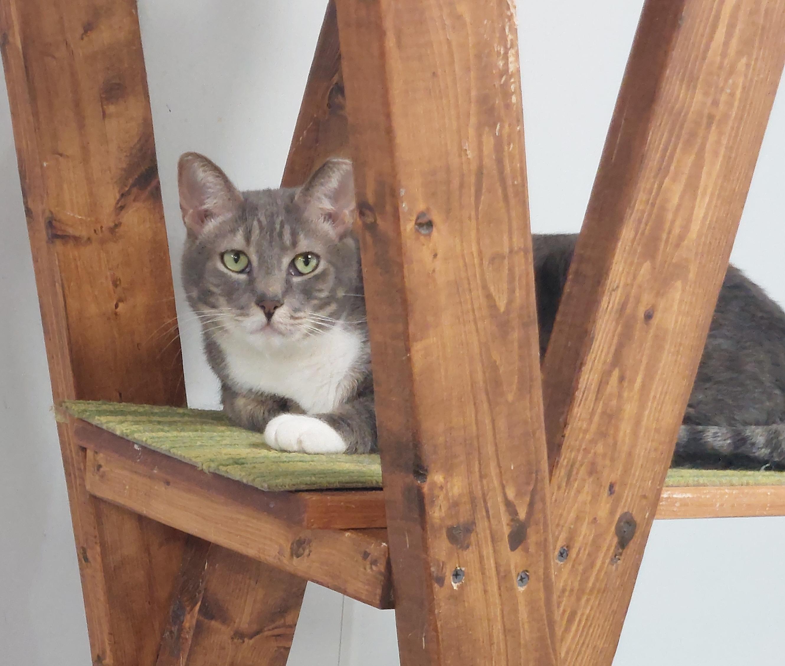 Enlarge Peanut Kline, a Adoptable Domestic Short Hair in Williamsport, PA image 1/2