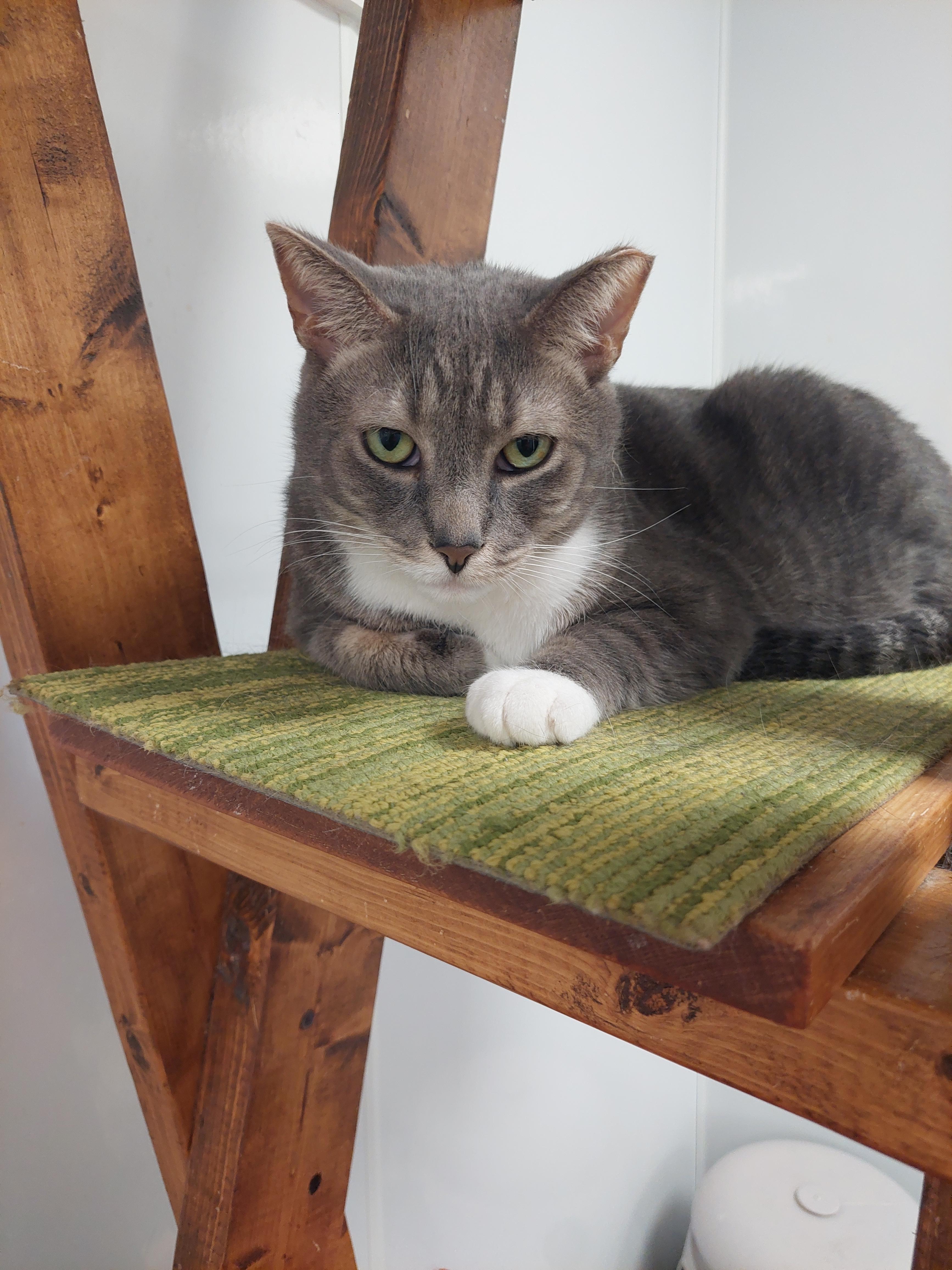 Enlarge Peanut Kline, a Adoptable Domestic Short Hair in Williamsport, PA image 2/2