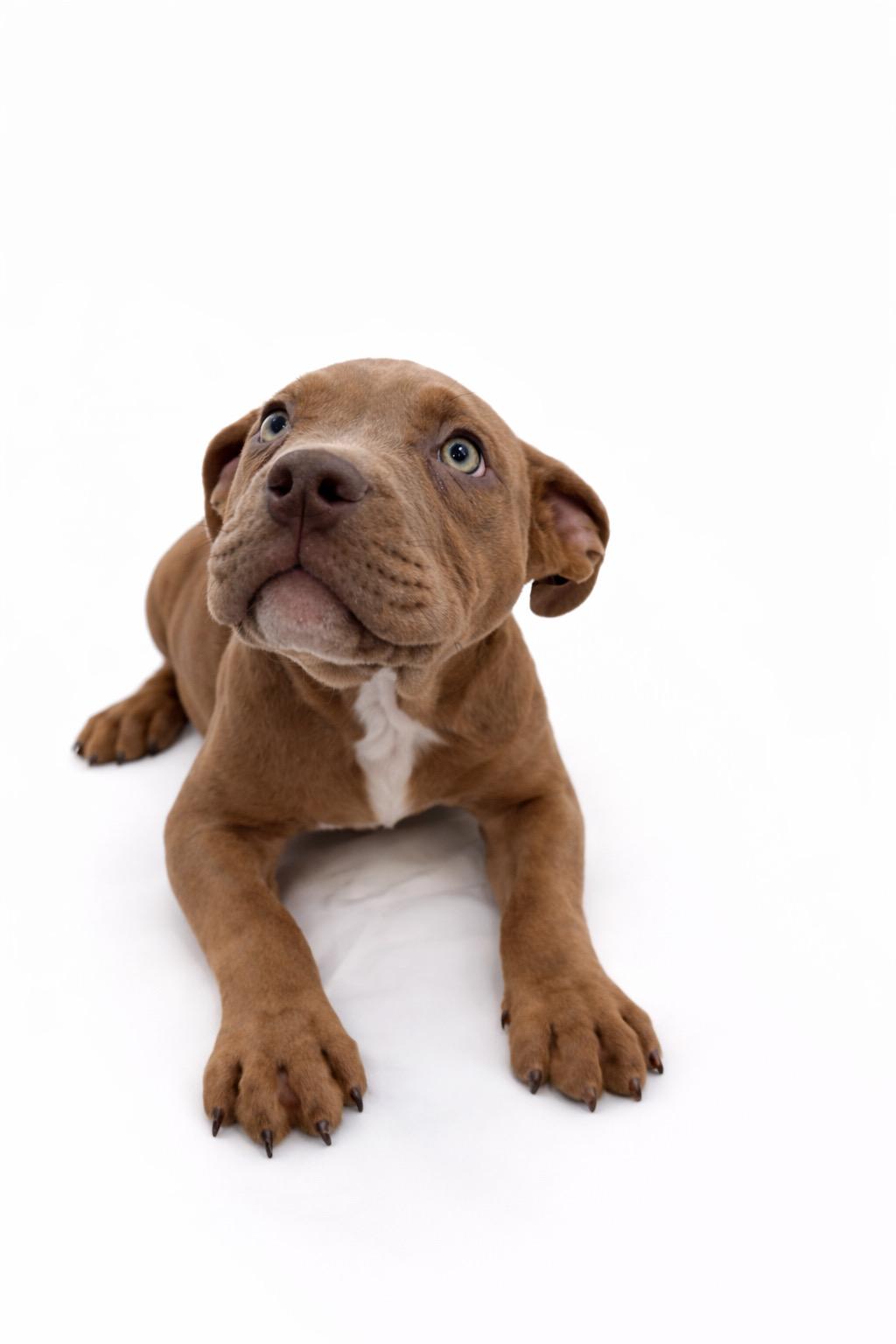 Twix #0064, ADOPTABLE, Puppy Female Pit Bull Terrier.