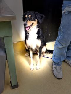 Samantha, Adoptable, Young Female Border Collie.