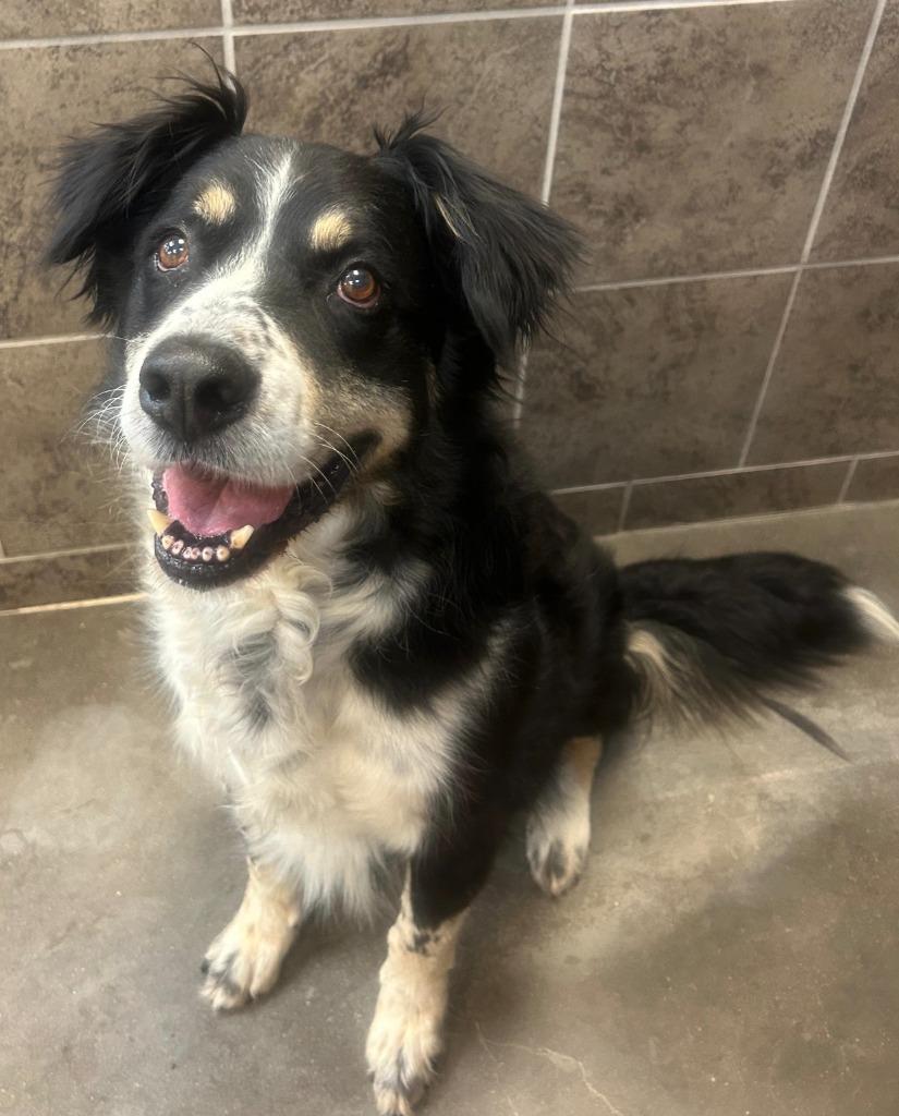 Bruno, Adoptable, Senior Male Border Collie.
