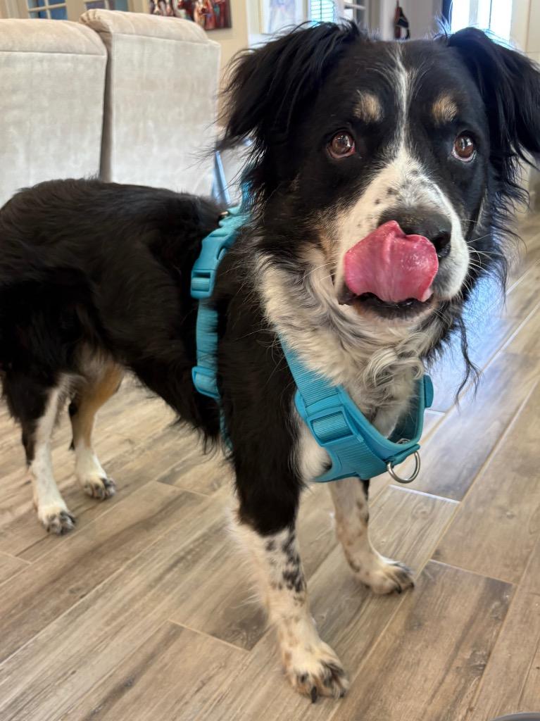 Enlarge Bruno, a Adoptable mixed breed in Midland, TX image 2/3
