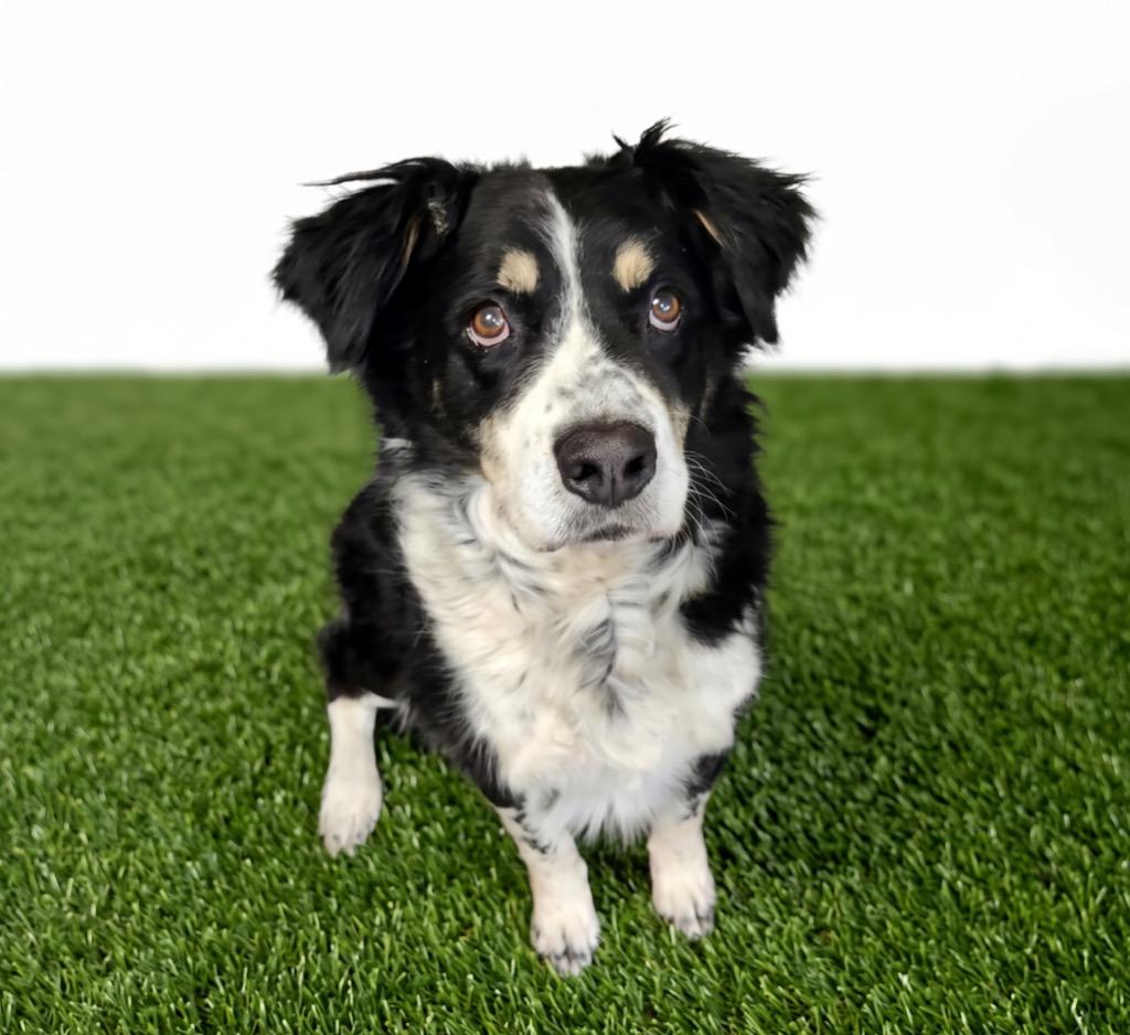 Bruno, a Adoptable mixed breed in Midland, TX image 2/2