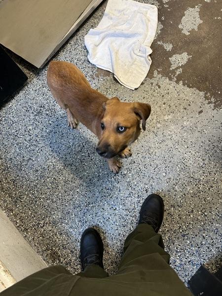 Enlarge Raphael, a Adoptable mixed breed in Mobile, AL image 1/1
