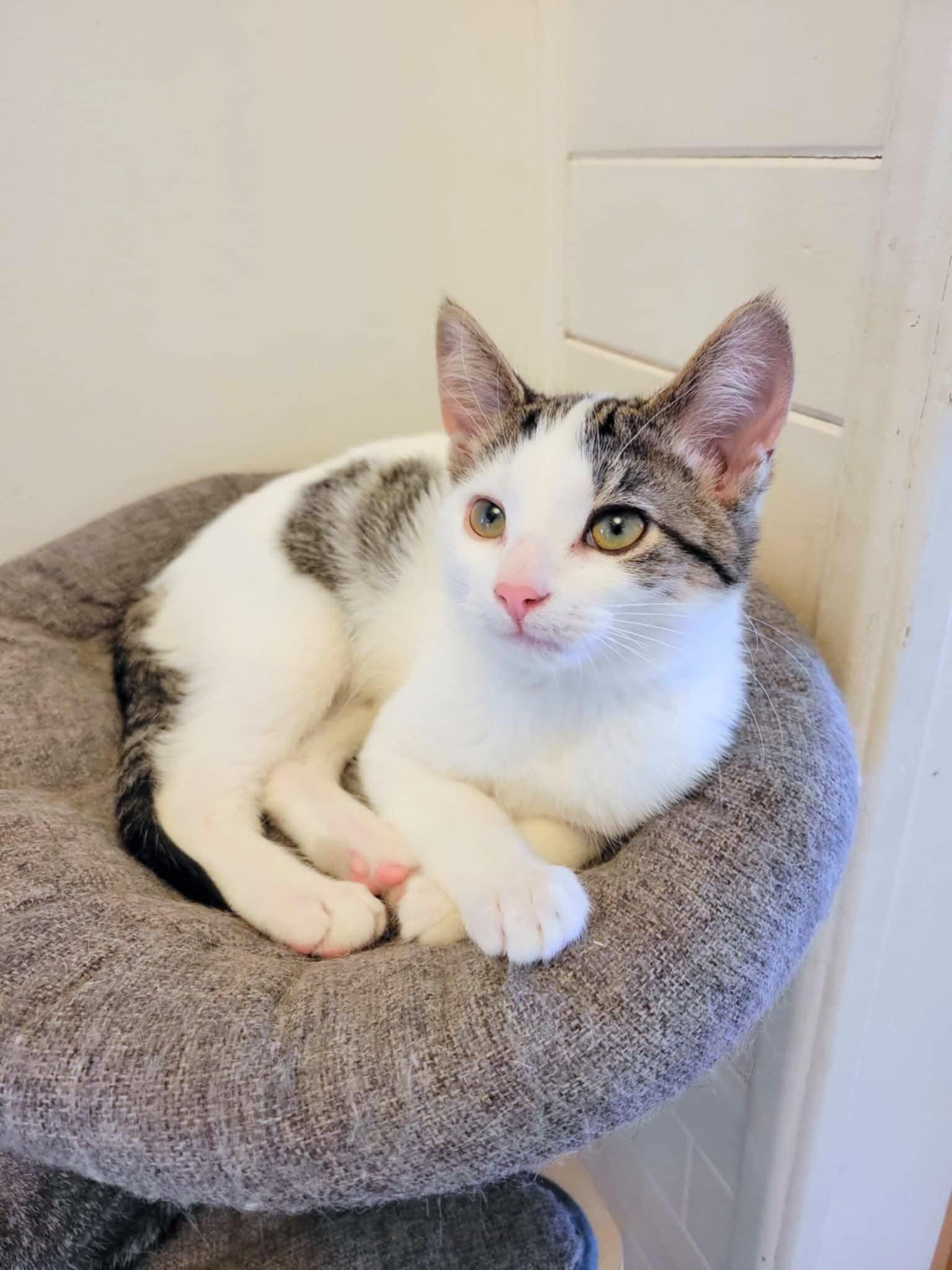 Elizabeth, adopted, Kitten Female Domestic Short Hair.