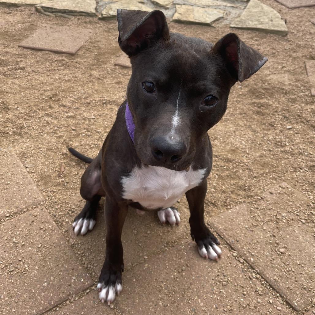 Max, Adoptable, Young Male Pit Bull Terrier.