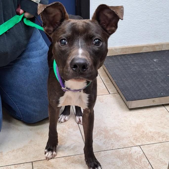 Enlarge Max, a Adoptable Pit Bull Terrier in Galveston, TX image 2/2