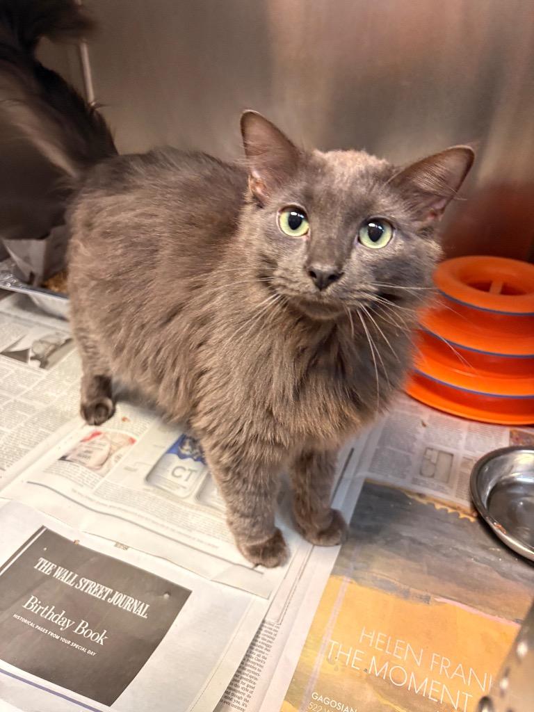 Fuzz Aldrin, Adoptable, Kitten Male Domestic Long Hair.