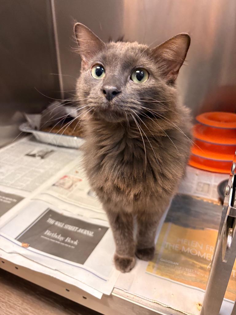 Enlarge Fuzz Aldrin, a Adoptable mixed breed in Detroit, MI image 4/4