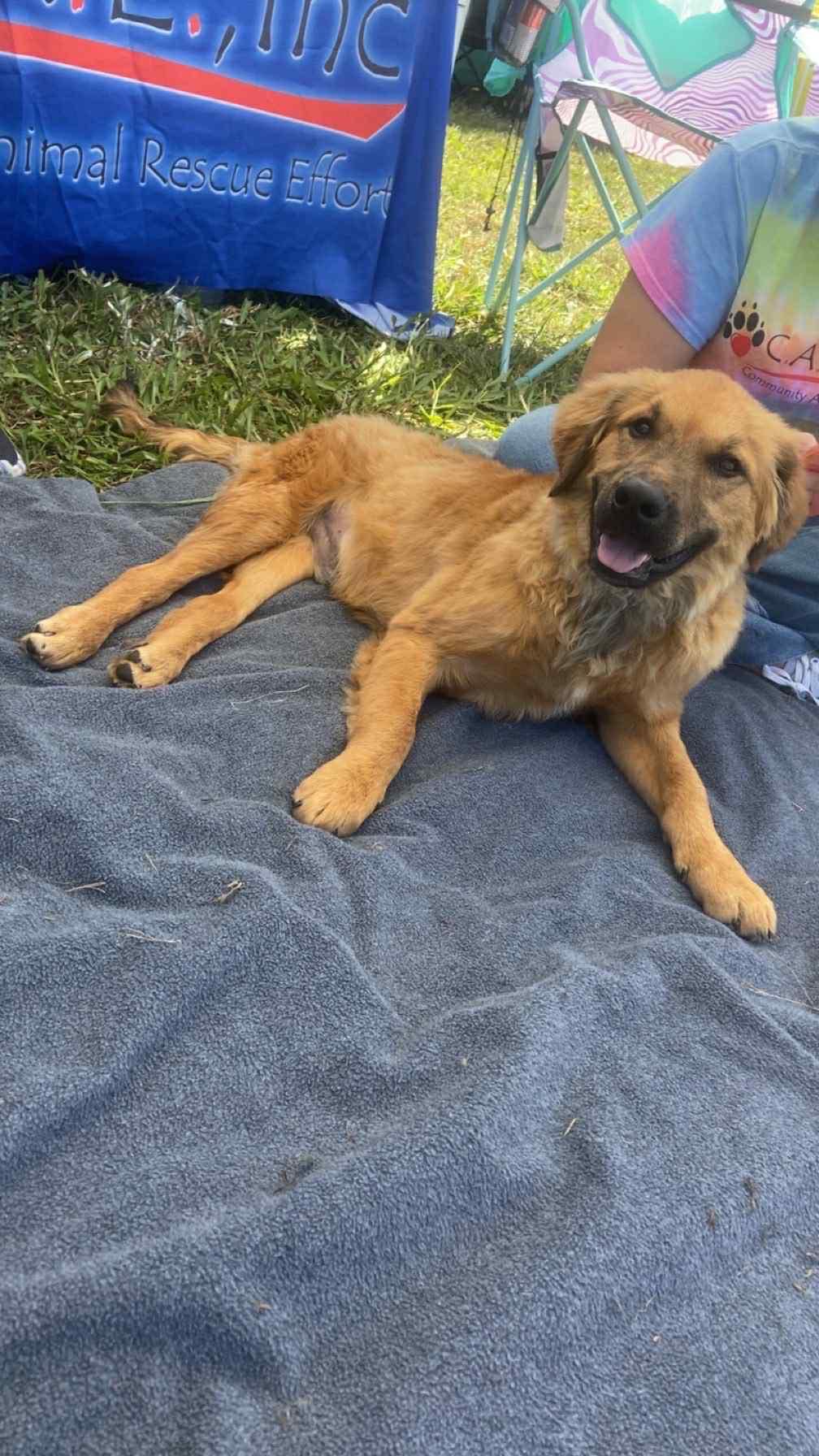 Dove, Adoptable, Young Male Great Pyrenees & German Shepherd Dog.