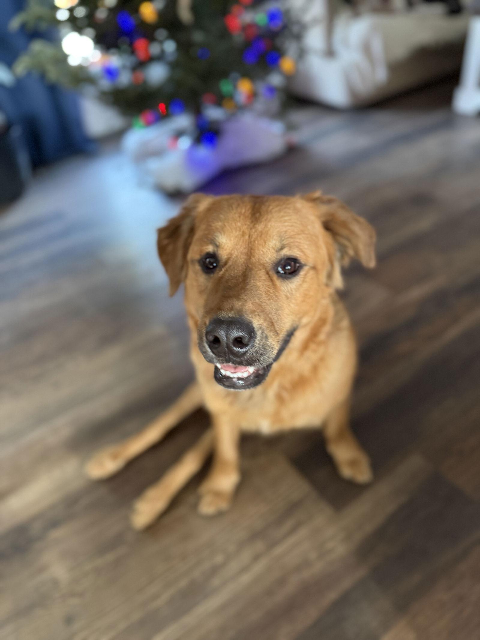 Dove, a Adoptable mixed breed in Columbus, IN image 2/3