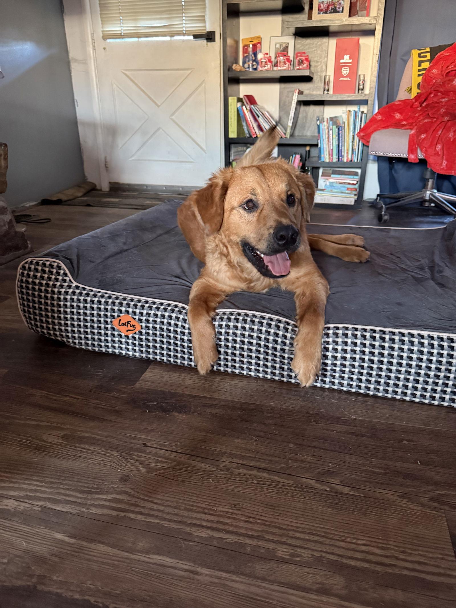 Dove, a Adoptable mixed breed in Columbus, IN image 3/3