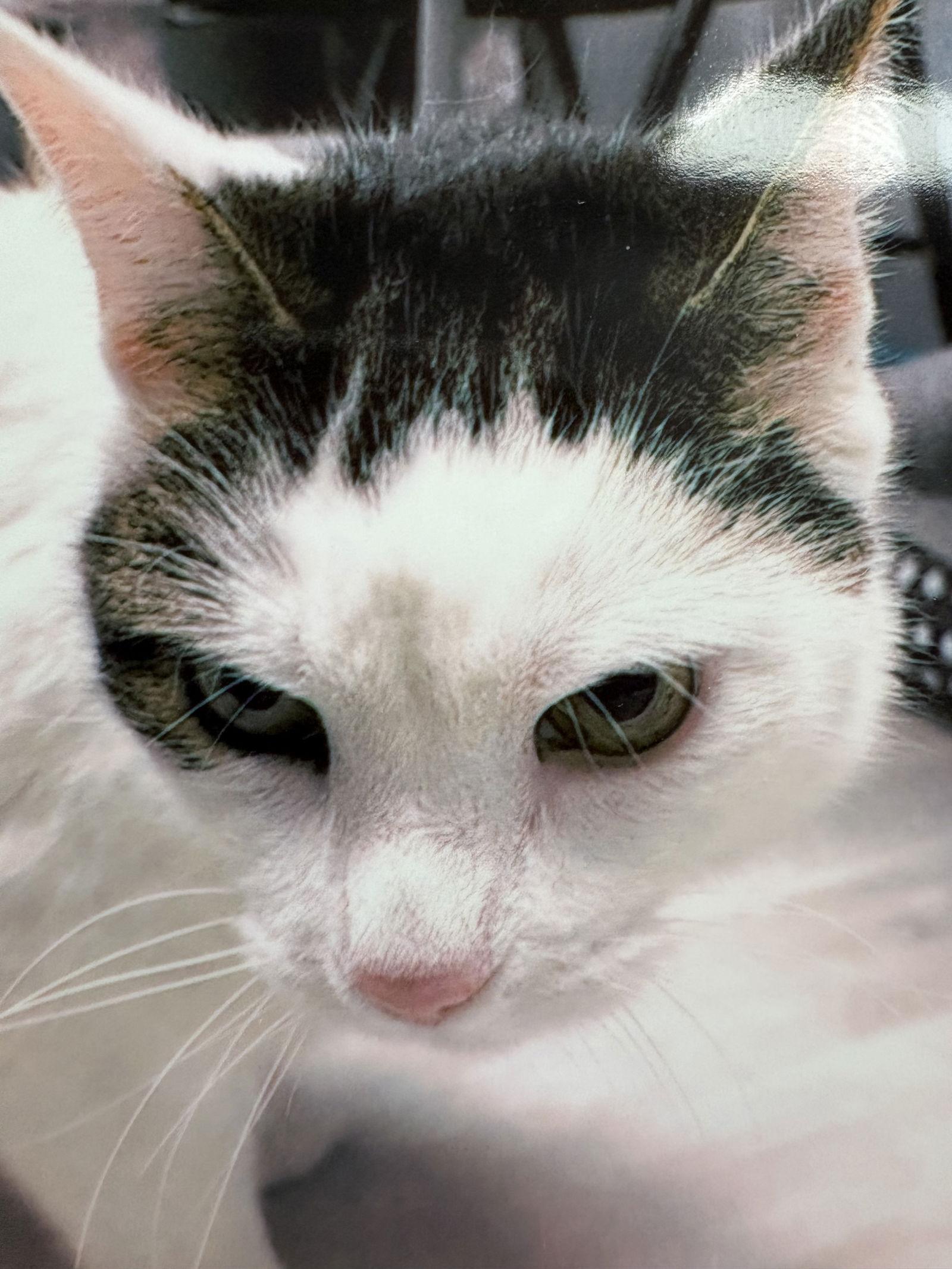 Kilo, Adoptable, Young Male Domestic Medium Hair.