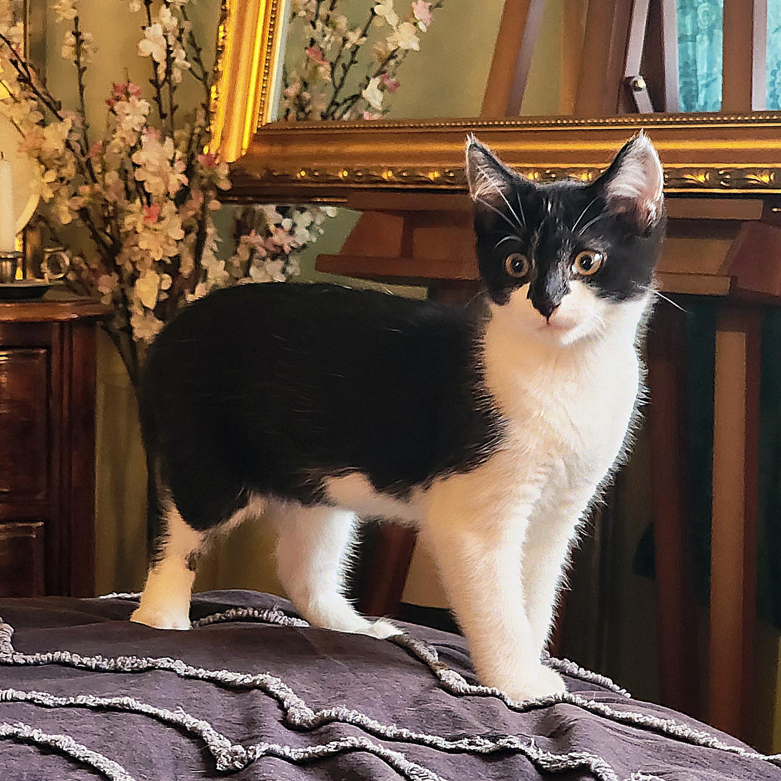 Enlarge Bandit, a Adoptable Tuxedo in Woodinville, WA image 1/5