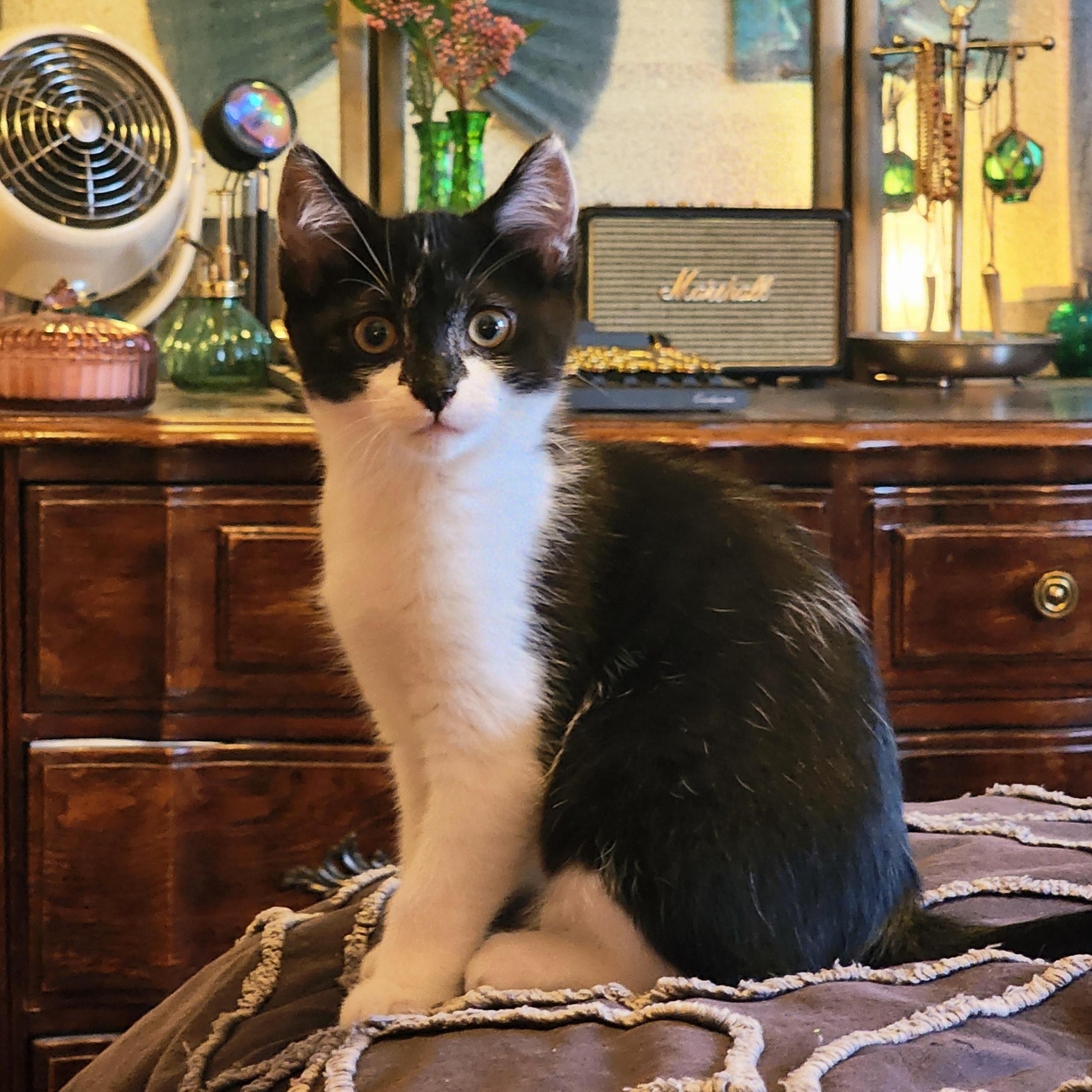 Enlarge Bandit, a Adoptable Tuxedo in Woodinville, WA image 5/5