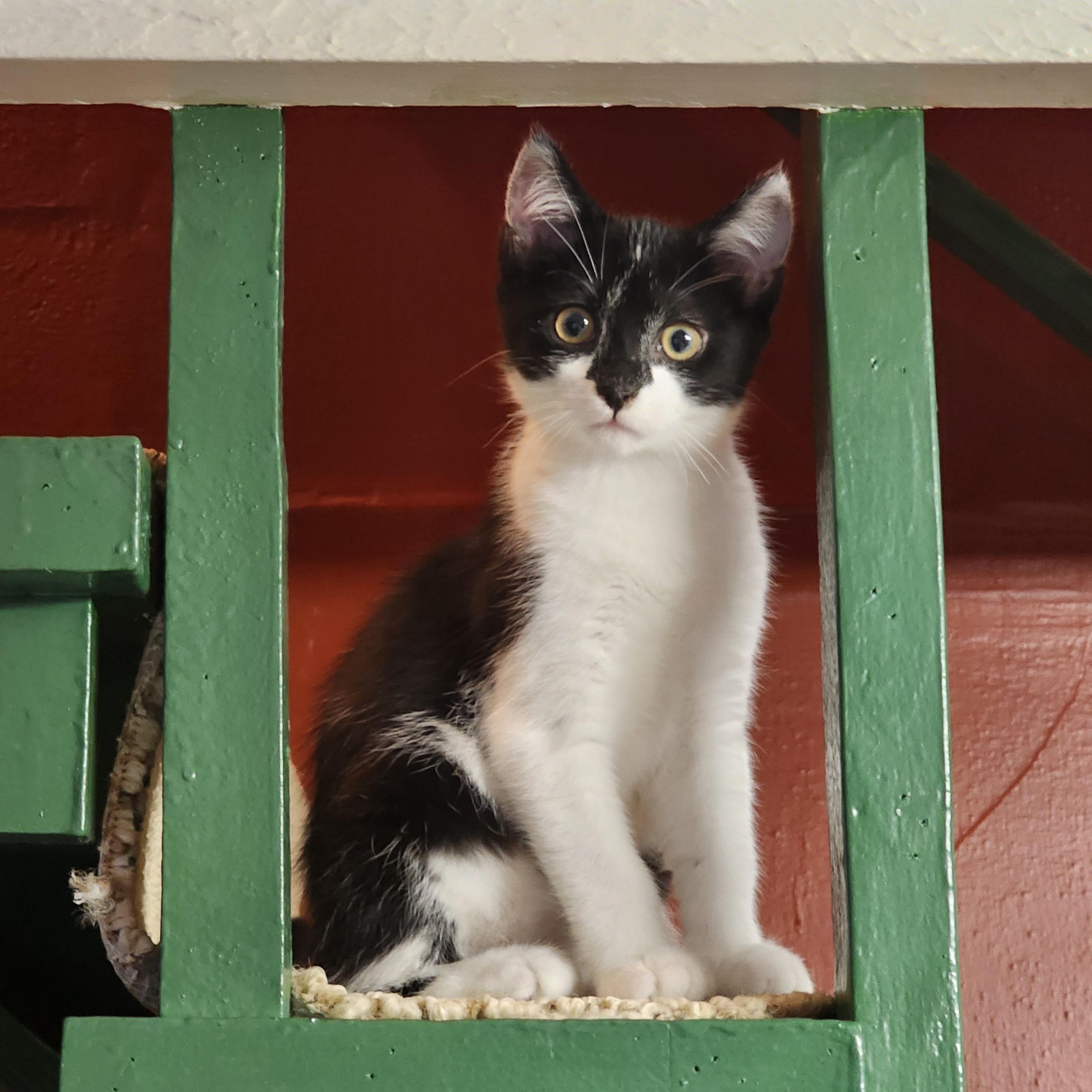 Enlarge Bandit, a Adoptable Tuxedo in Woodinville, WA image 2/5