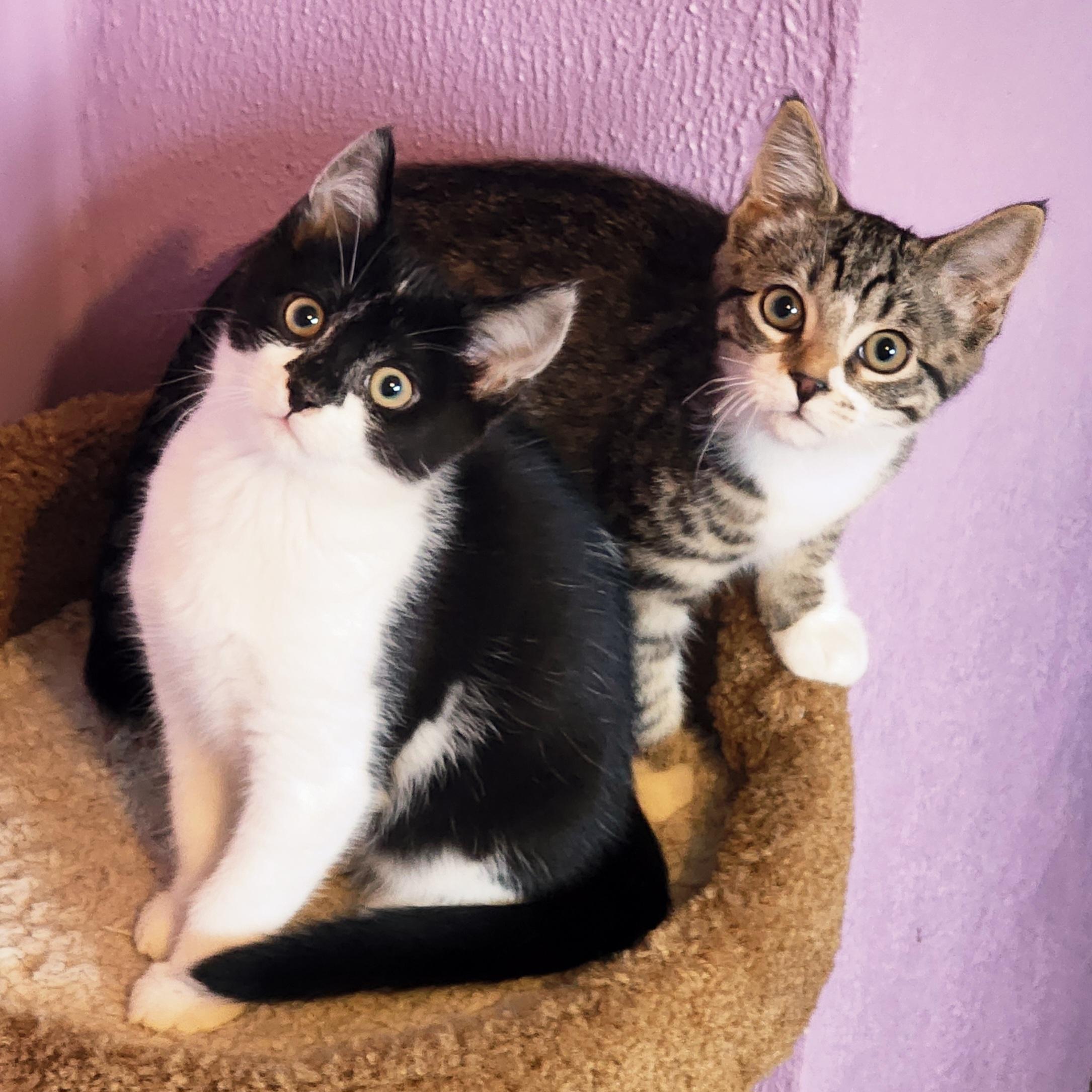 Enlarge Bandit, a Adoptable Tuxedo in Woodinville, WA image 4/5