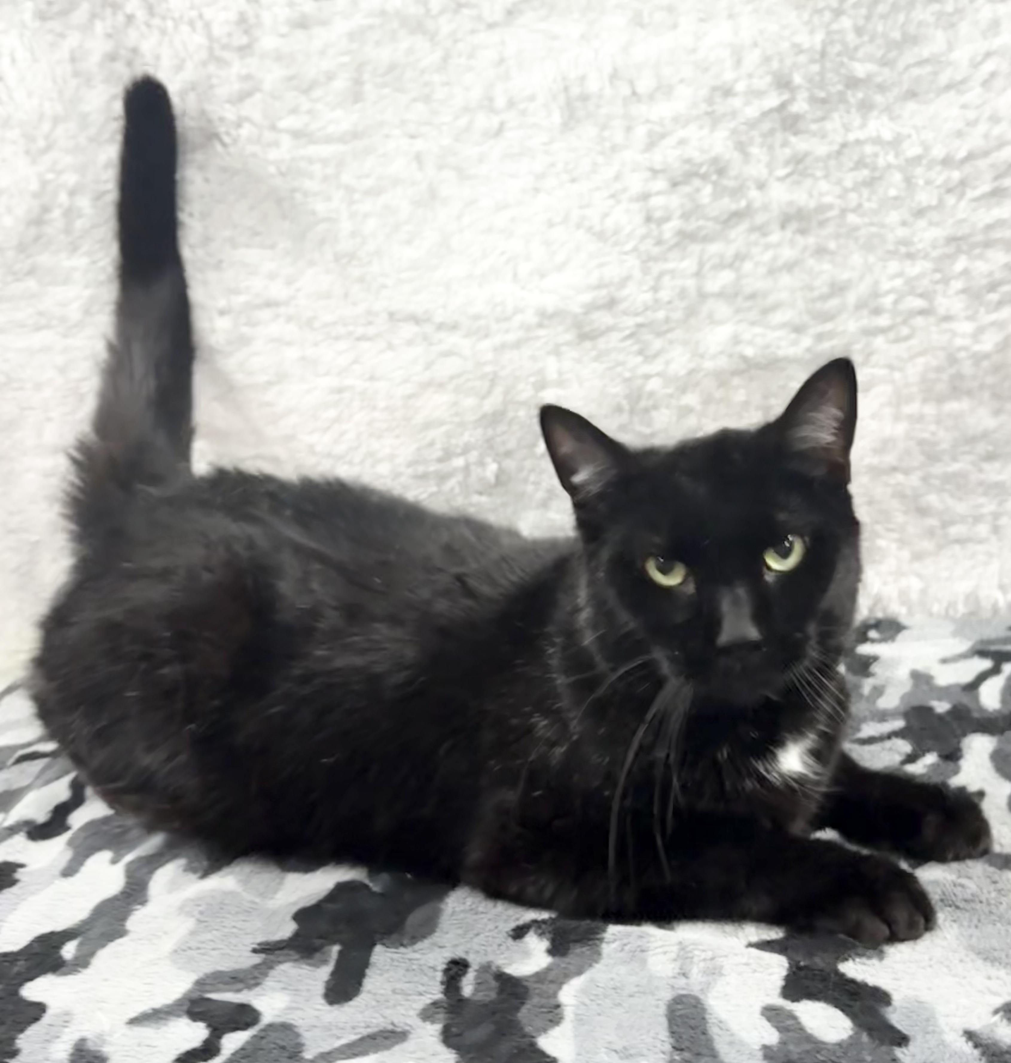Enlarge MAVERICK 2, a Adopted Domestic Short Hair in Tillsonburg, ON image 5/6