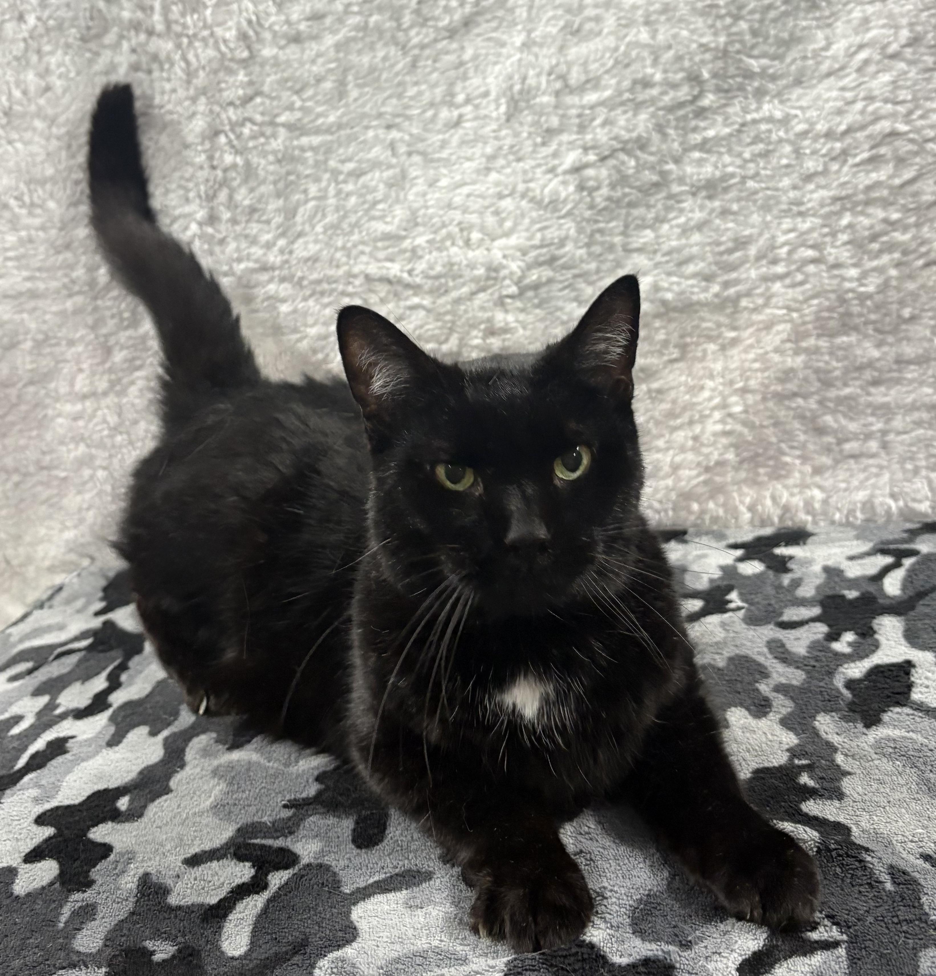 Enlarge MAVERICK 2, a Adopted Domestic Short Hair in Tillsonburg, ON image 4/6