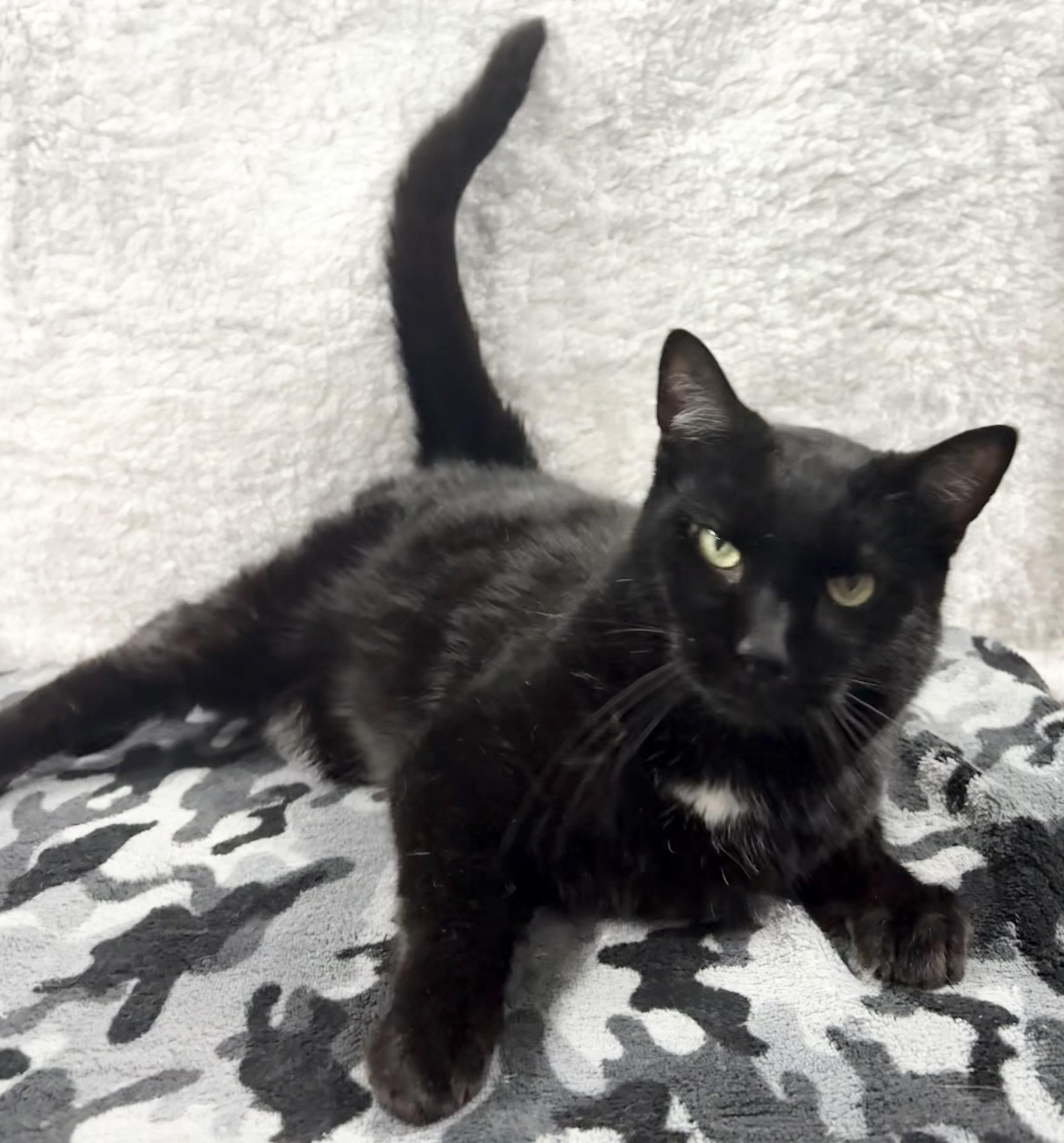 MAVERICK 2, Adopted, Adult Male Domestic Short Hair.