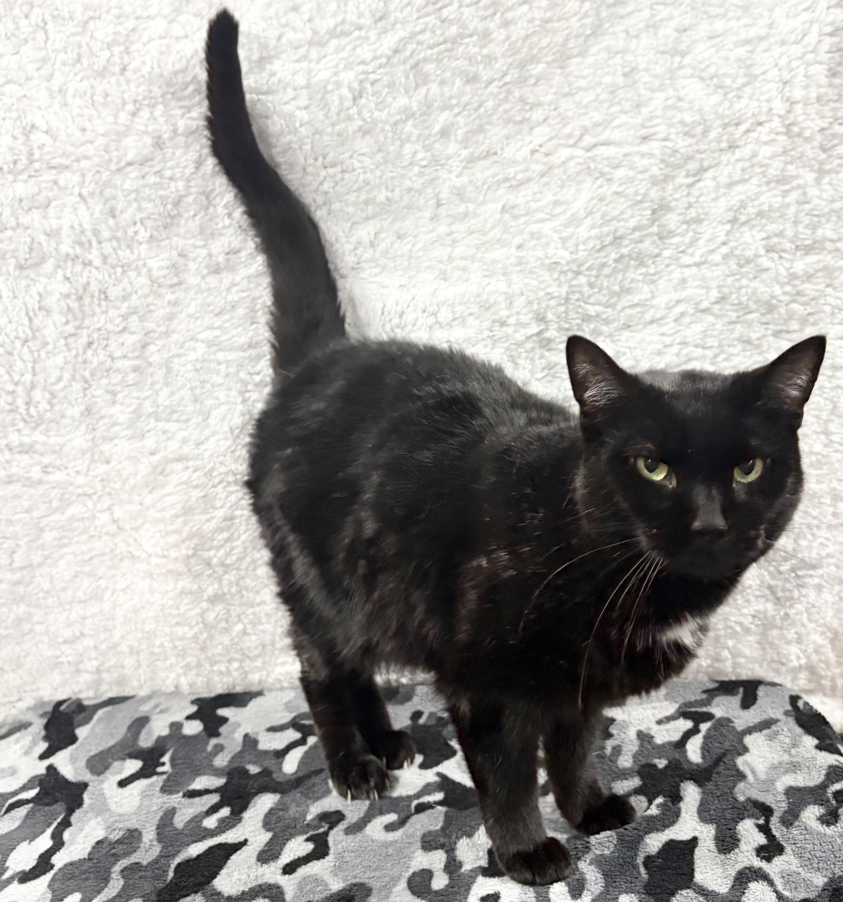 Enlarge MAVERICK 2, a Adopted Domestic Short Hair in Tillsonburg, ON image 3/6
