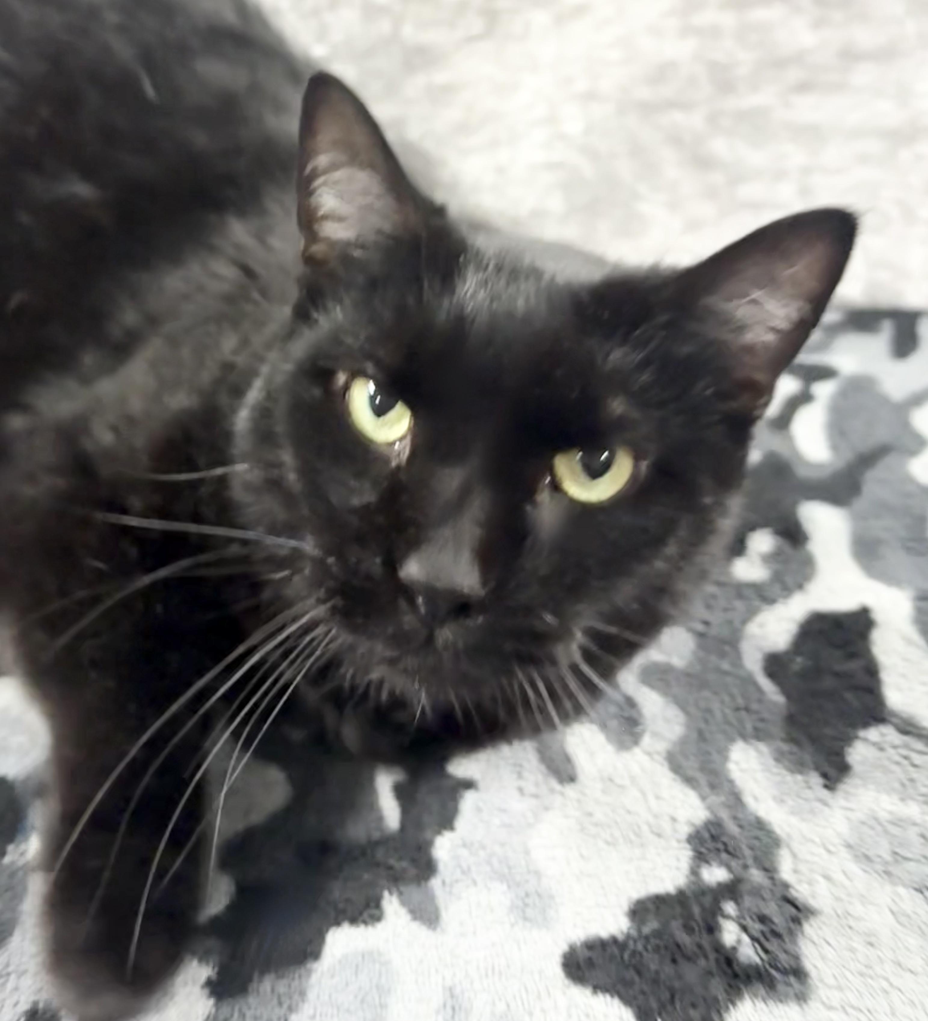 Enlarge MAVERICK 2, a Adopted Domestic Short Hair in Tillsonburg, ON image 2/6