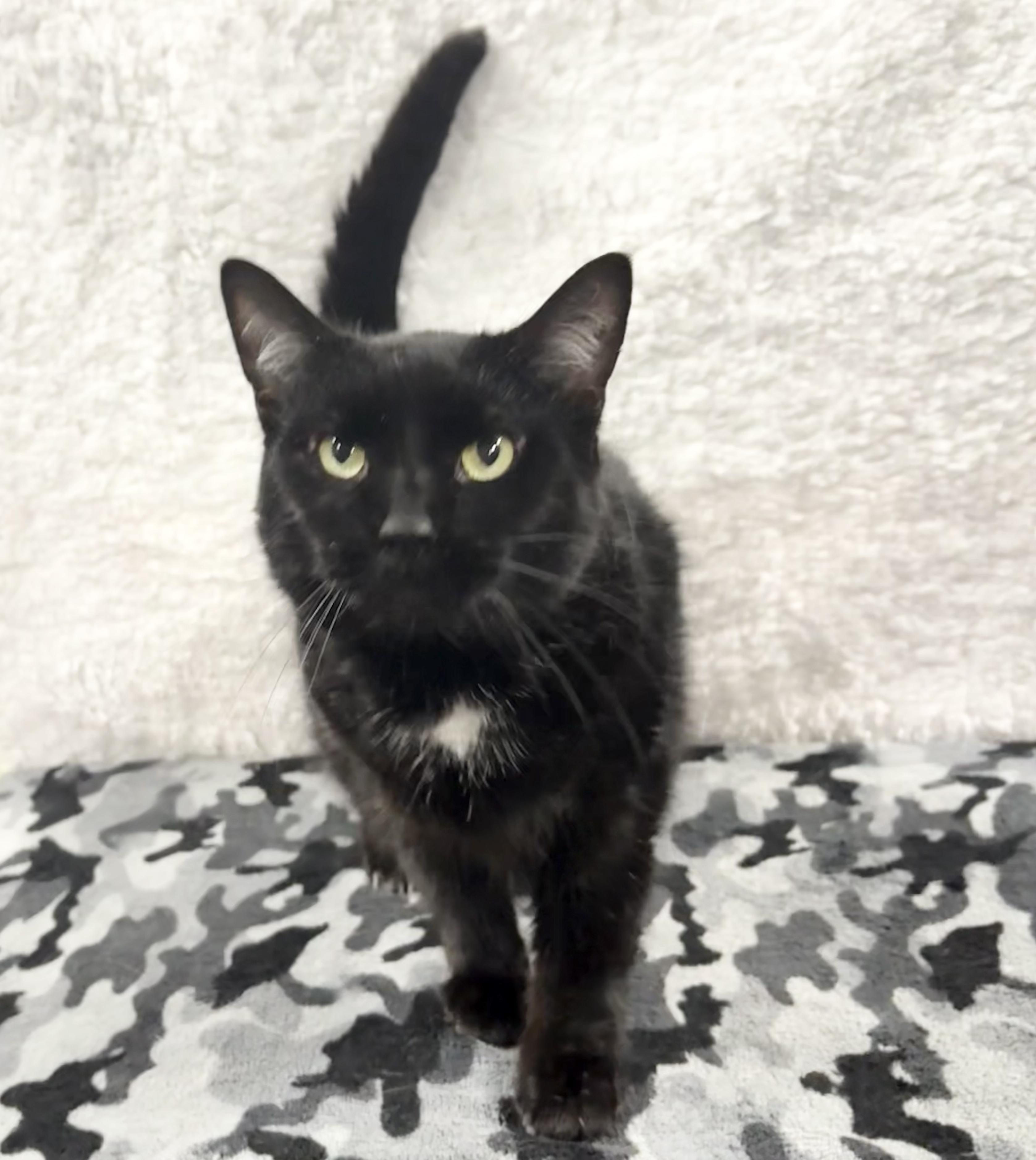 Enlarge MAVERICK 2, a Adopted Domestic Short Hair in Tillsonburg, ON image 6/6