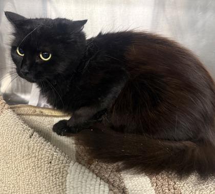 Rose, Adoptable, Young Female Domestic Long Hair & Domestic Short Hair.