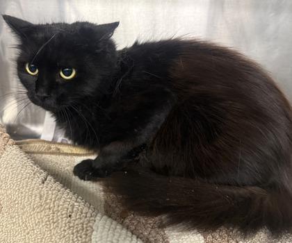 Enlarge Rose, a Adoptable mixed breed in Conway, SC image 2/2