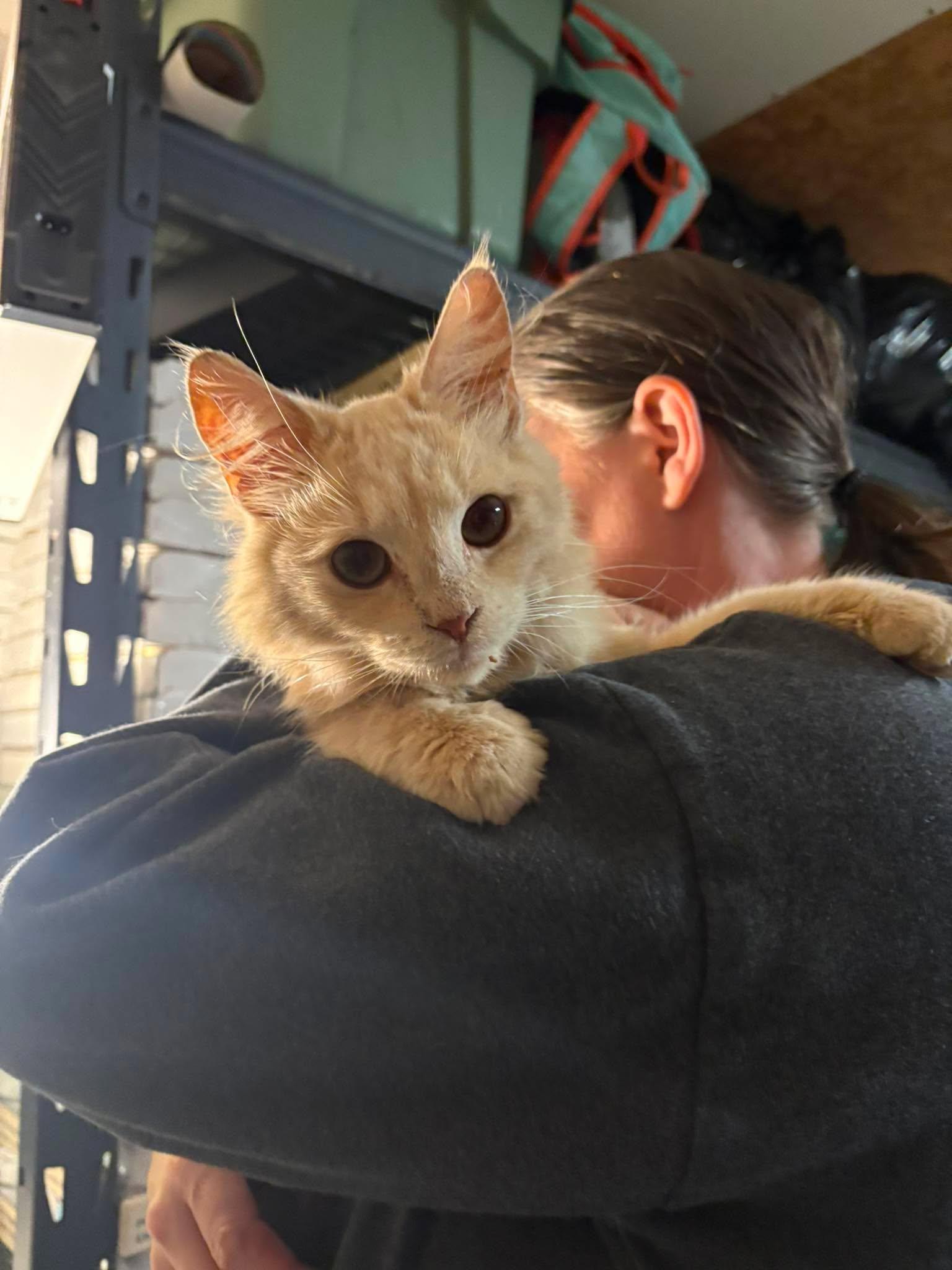 CANNOLI, a Adoptable Domestic Medium Hair in Tillsonburg, ON image 1/3