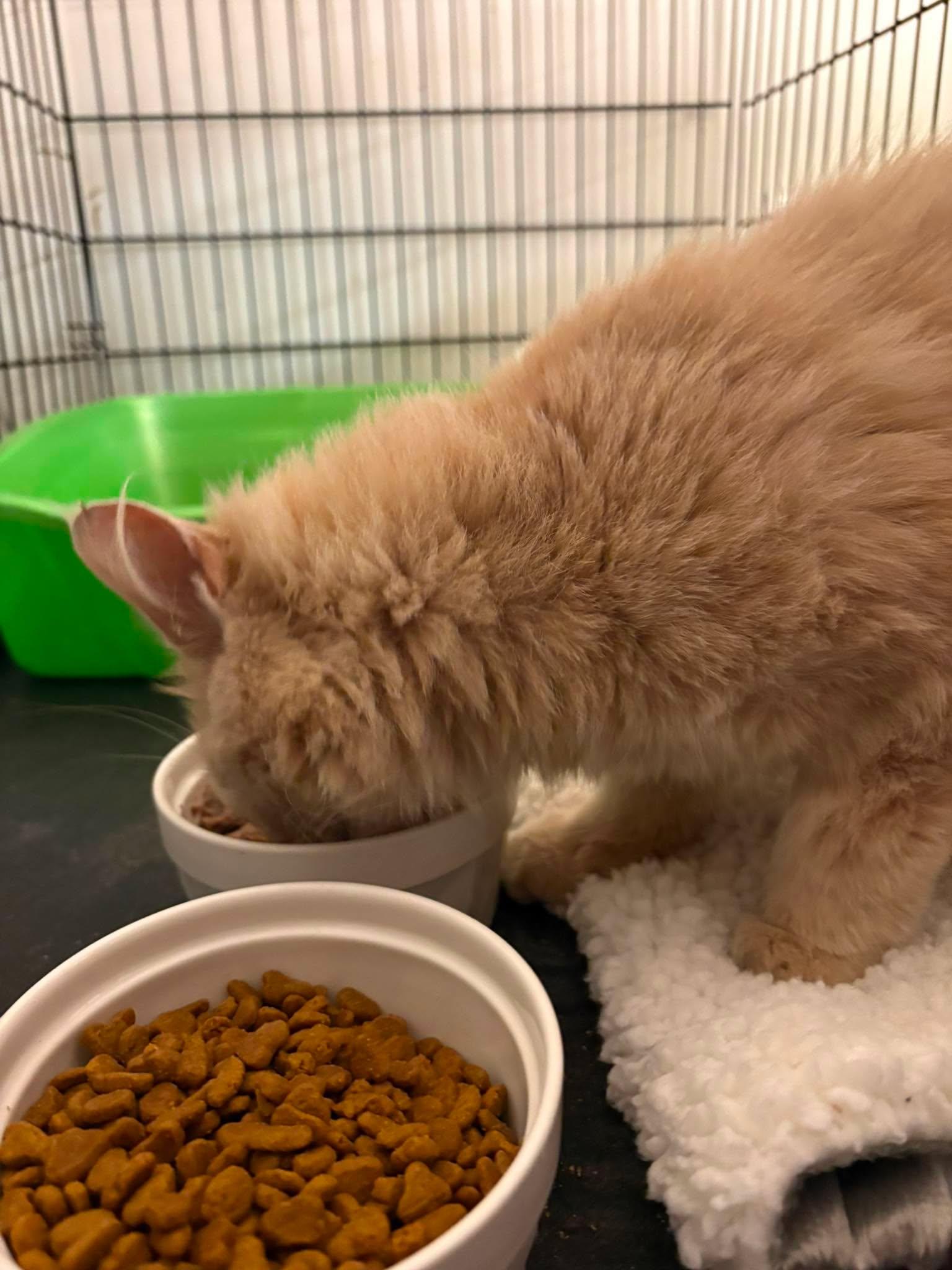 CANNOLI, a Adoptable Domestic Medium Hair in Tillsonburg, ON image 2/3