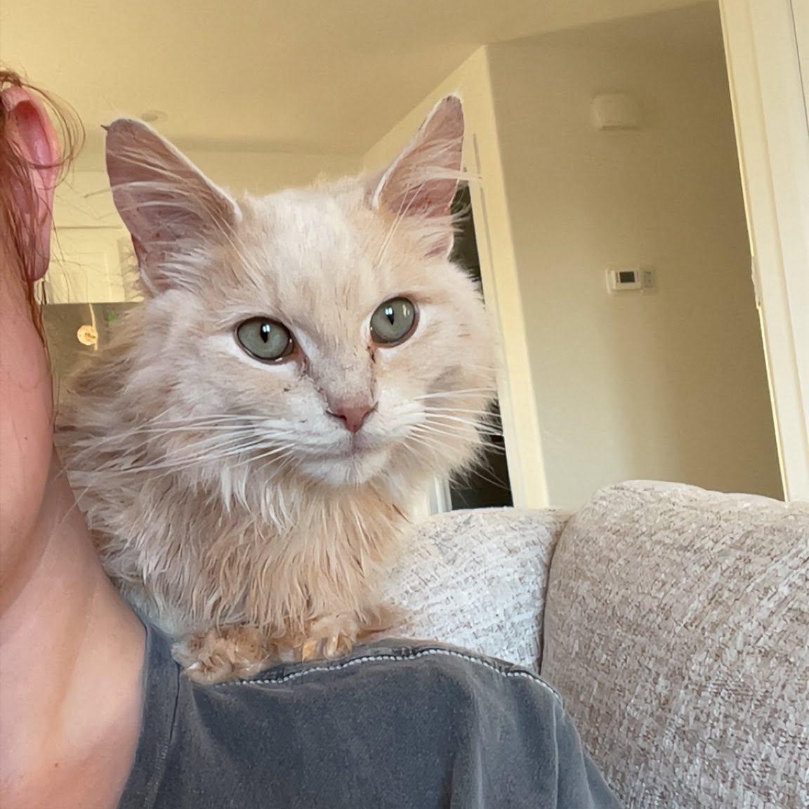 CANNOLI, an adoption pending Domestic Medium Hair in Tillsonburg, ON image 1/4