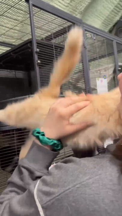 Enlarge CANNOLI, a Adoptable Domestic Medium Hair in Tillsonburg, ON video 3/3