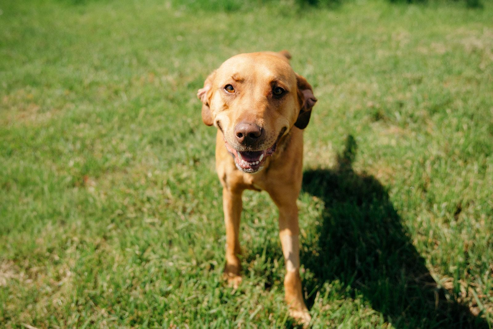 PRISCILLA, ADOPTABLE, Young Female Rhodesian Ridgeback.
