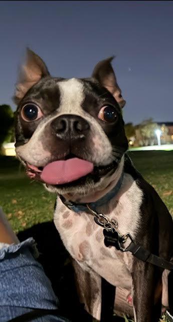 Enlarge Onyx, a Adoptable Boston Terrier in Scottsdale, AZ image 1/3