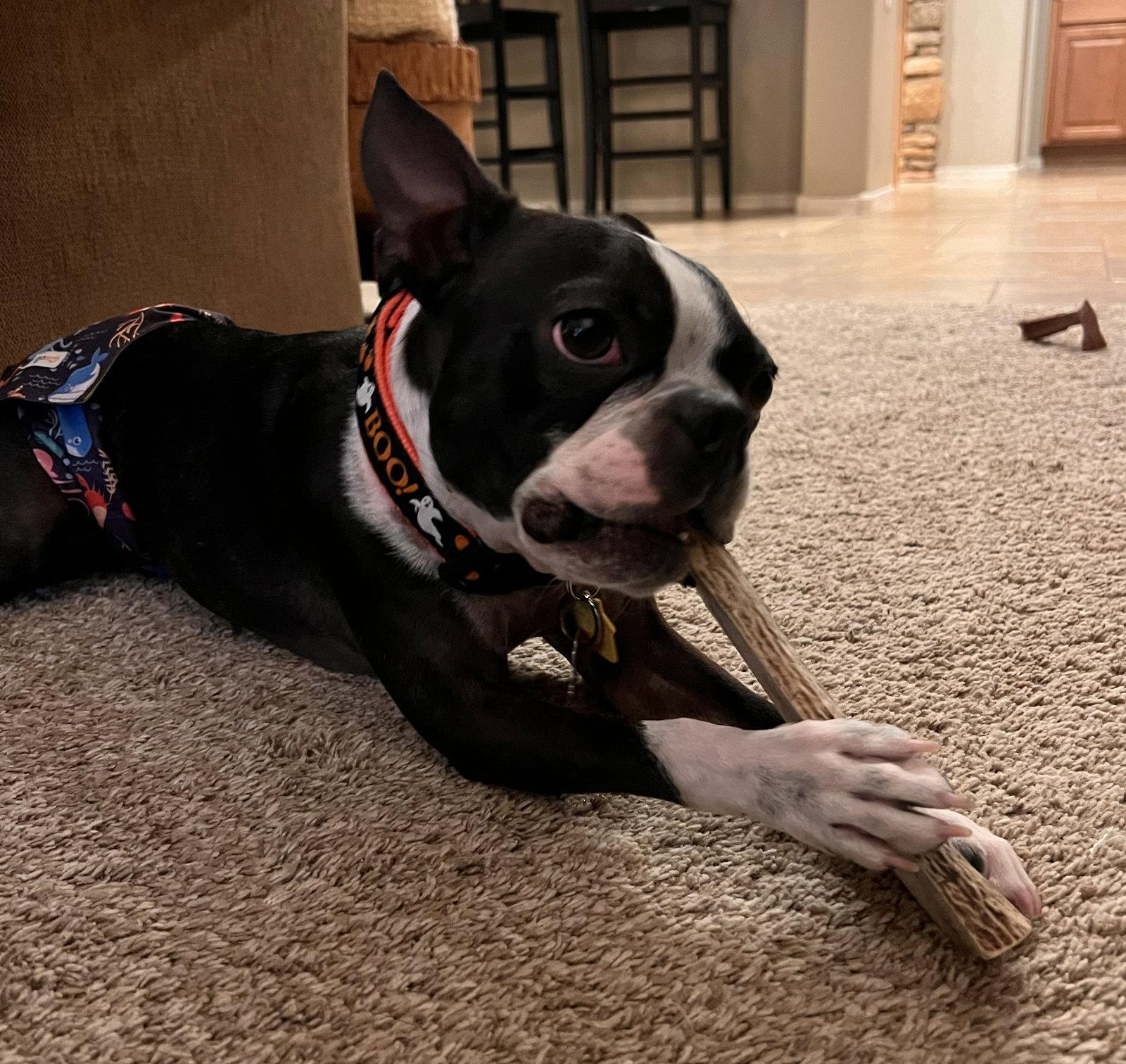 Enlarge Onyx, a Adoptable Boston Terrier in Scottsdale, AZ image 2/3