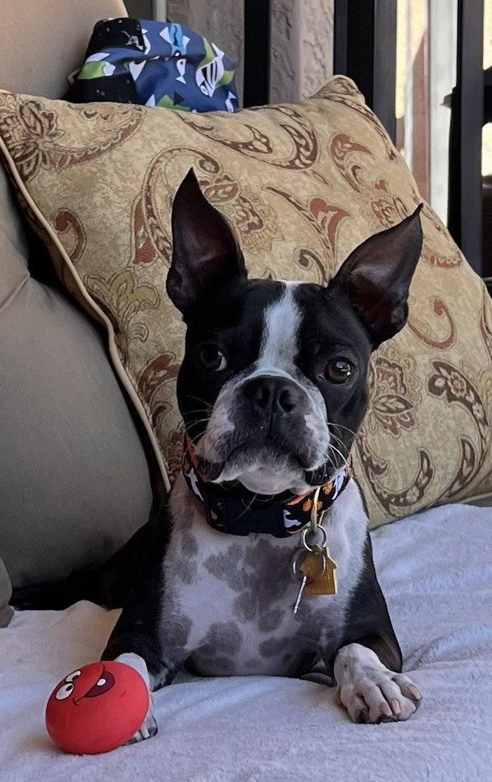 Enlarge Onyx, a Adoptable Boston Terrier in Scottsdale, AZ image 3/3