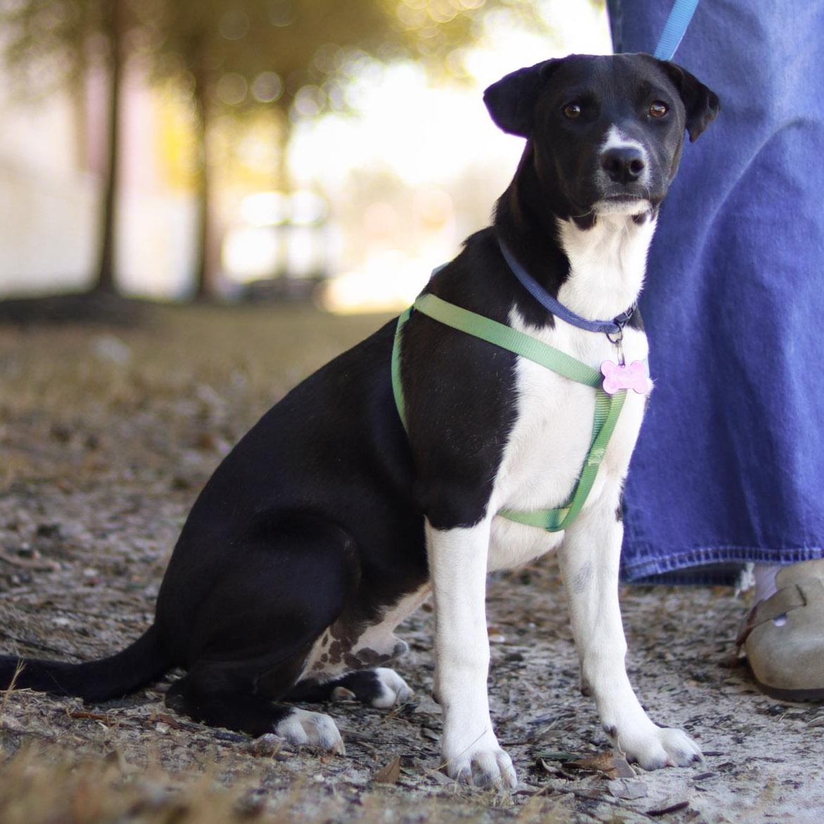 Coy, a Adoptable Mixed Breed in Bryan, TX image 1/2